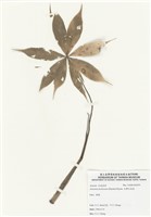 藏品(臺灣天南星)的圖片